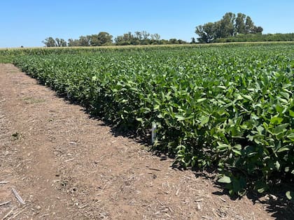 El agro es uno de los sectores que los inversores ven con potencial