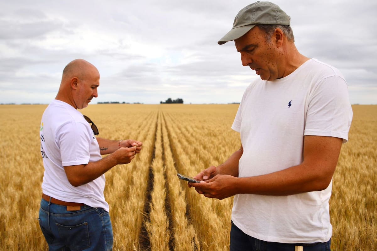 El Agrotour arrojó promedios sobresalientes: por un lado, en trigo fue de 2900 kg/ha promedio y en cebada unos 3500 kg/ha