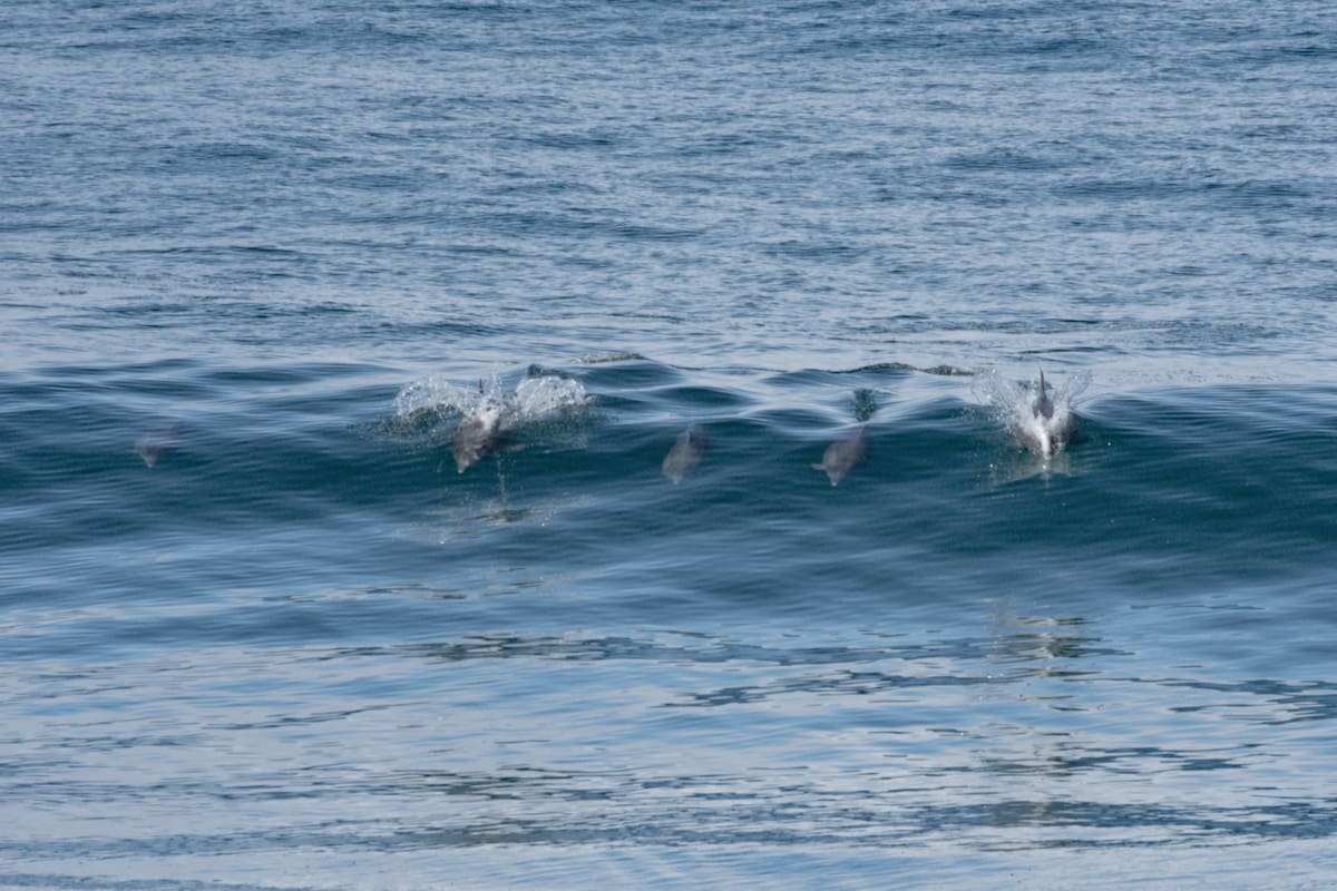 El agua cristalina permitió que los delfines fueran vistos con mayor claridad