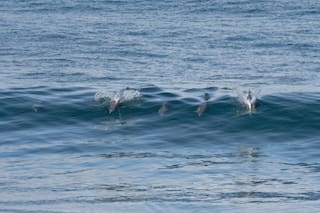 Espectáculo en Las Grutas: delfines y lobos marinos se acercaron a la costa