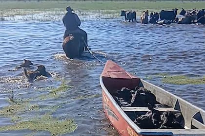El agua cubrió los sectores más bajos de los campos en la zona de La Gallareta, departamento de Vera y hasta usan una canoa para rescatar animales