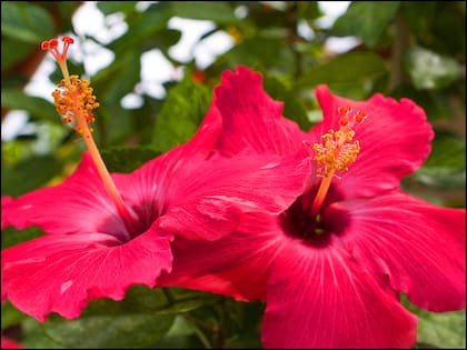 El agua de jamaica es una de las formas de obtener las propiedades de la flor de Jamaica