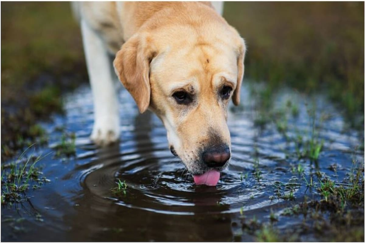 El agua de lluvia o estancada puede provocarle una enfermedad renal a nuestros perros y gatos