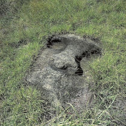 El agua dulce y el agua salada se mezclan para crear un líquido con niveles de sal lo suficientemente bajos como para que los humanos puedan consumirlo de manera segura, en este proceso las estatuas Moái cumplen un rol fundamental.