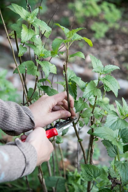 El agua oxigenada es útil para desinfectar los elementos de jardinería antes de la poda