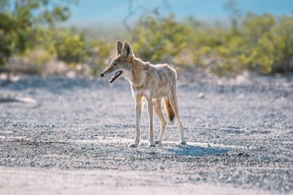 El agua salada ayuda a los coyotes a ocultar su rastro de olor y poder cazar a sus presas con mayor facilidad