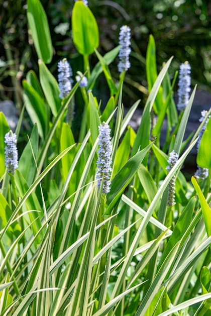 El aguapé (Pontederia cordata) puede ser una excelente opción para jardines con estanques o espacios húmedos
