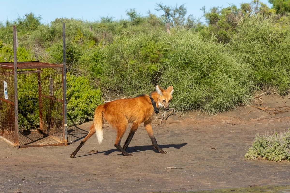 El aguará guaz fue liberado en el Parque Nacional Ansenuza (Foto: Parques Nacionales)