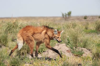 “El aguará guazú (Chrysocyon brachyurus), en guaraní significa “zorro grande”, es, como su nombre lo indica, el más grande de los zorros sudamericanos