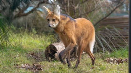“El aguará guazú (Chrysocyon brachyurus), en guaraní significa “zorro grande”