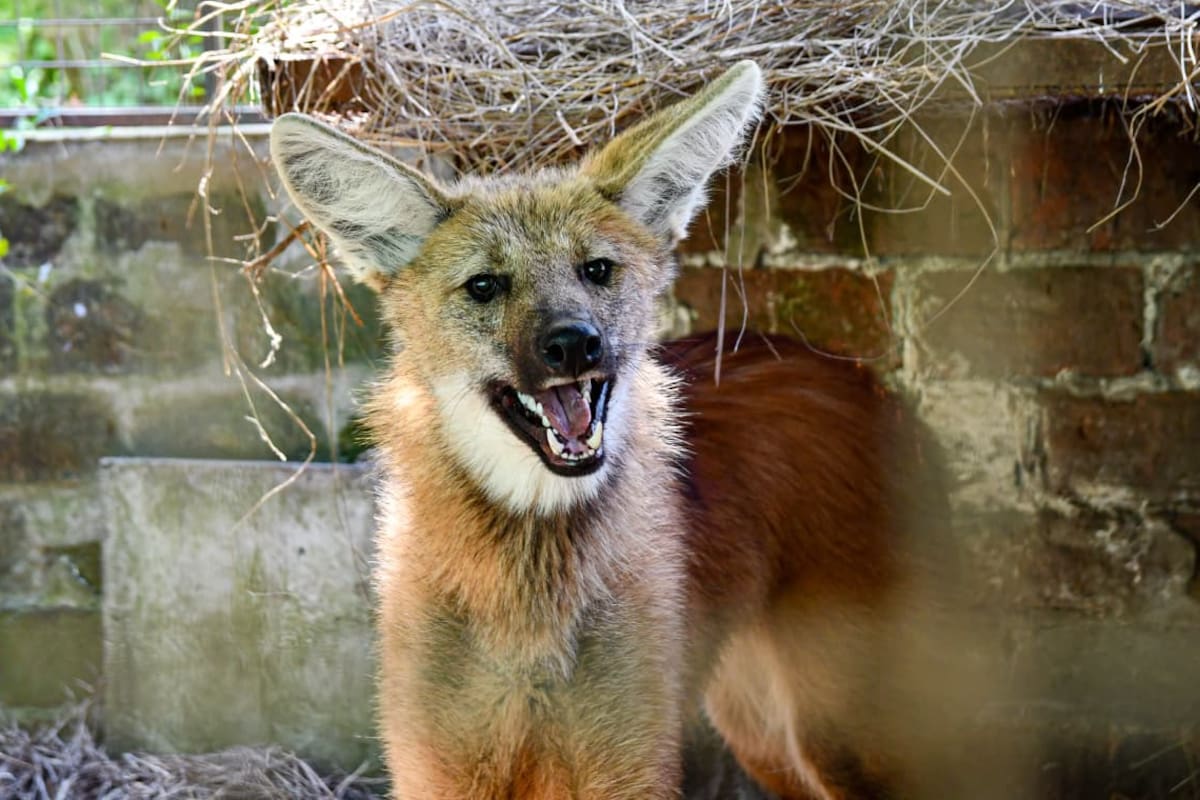 El aguará guazú es el cánido más grande de Sudamérica y una especie amenazada que habita distintos ambientes del centro y norte del país