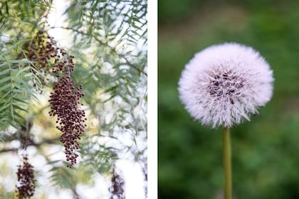 El aguaribay (Schinus areira) tiene propiedades antiinflamatorias y digestivas. El diente de león (Taraxacum officinale) es valioso para tratar problemas de anemia, riñón y fiebre