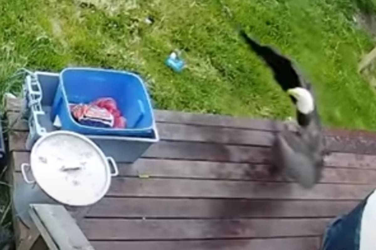 El águila no le dio tiempo a nada al pequeño perro que, al ser tomado por el cuello, quedó bajo las alas del ave rapaz. Captura: Facebook Justin Dudoward