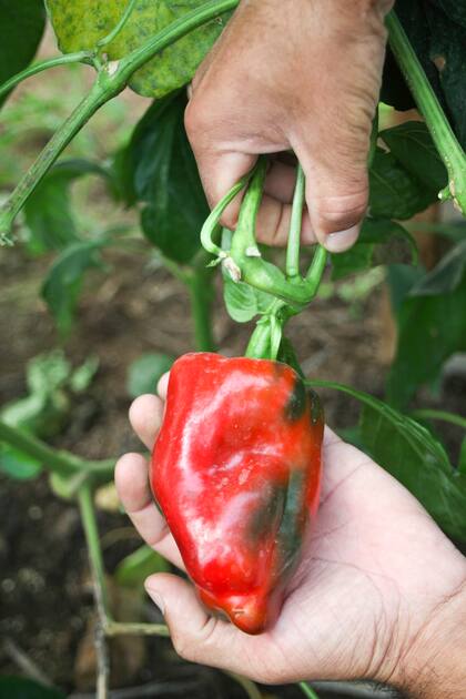 El ají es una de las hortalizas más fáciles de cultivar en las huertas argentinas