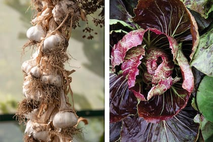 El ajo contribuye a la circulación y el radicchio es depurativo y diurético