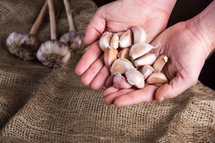 El ajo es bueno para la salud, según estudios