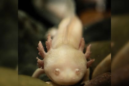El ajolote es considerado como una especie en peligro de extinción desde el 2008 (Foto Pexels)