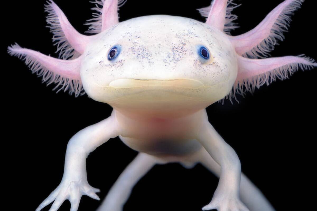 El ajolote es un anfibio oriundo de México y está rodeado de cientos de mitos