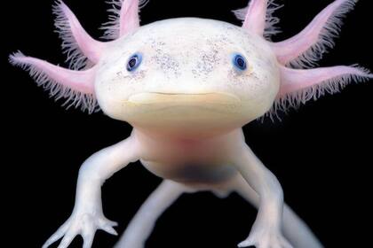 El ajolote es un anfibio oriundo de México y está rodeado de cientos de mitos