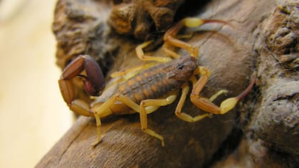 El alacrán Tityus trivittatus se identifica por las tres líneas oscuras bien nítidas y separadas en el dorso; las pinzas largas y delgadas; y el aguijón con la apófisis subaculear