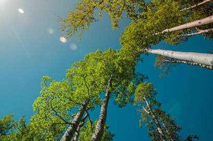 El álamo temblón (Populus tremuloides) habita desde América del Norte hasta el Norte del Valle de México