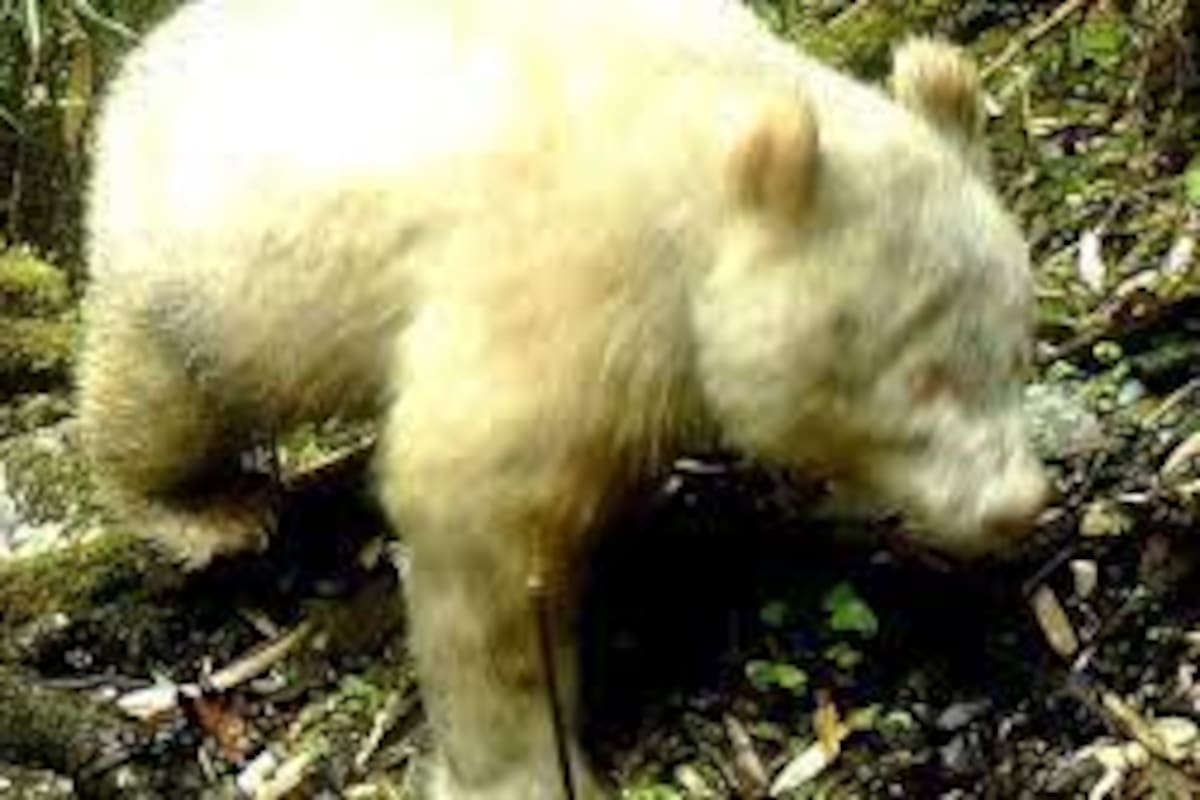 El albinismo es una extraña mutación genética por la que los animales no pueden sintetizar melanina