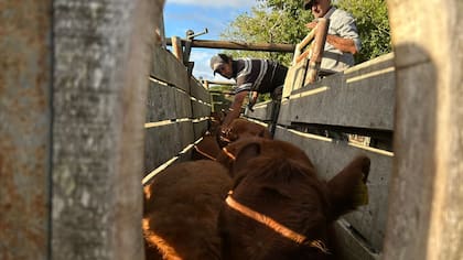 El alcance de la iniciativa será nacional y abarcará a todas las especies susceptibles al virus de la fiebre aftosa