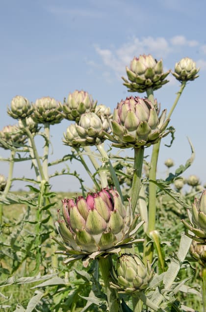 El alcaucil en la planta, listo para ser cosechado.