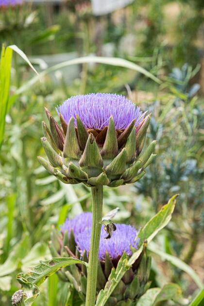 El alcaucil funciona como un punto focal tanto en un arreglo floral como en un cantero de flores
