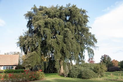 El alcornoque o Quercus suber es un árbol perenne de tamaño medio, llega a medir 10 m de altura.
