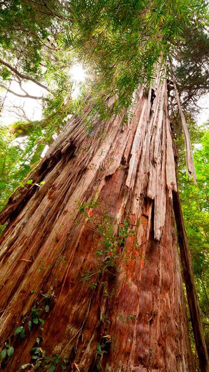 El Alerce Abuelo tiene más de 2.600 años y es uno de los árboles más antiguos del planeta