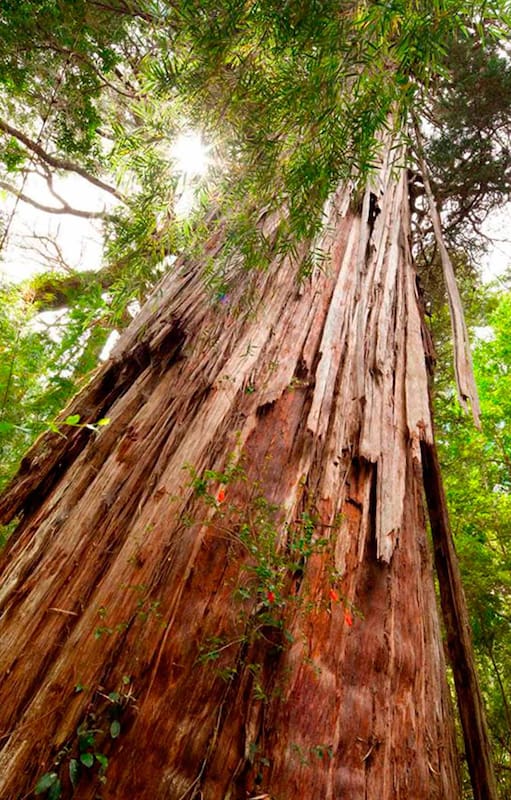 El Alerce abuelo, de más de 2600 años, en el Parque Nacional Los Alerces.