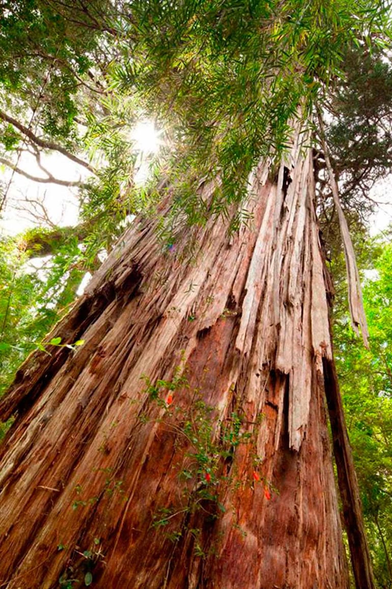 El Alerce abuelo, de más de 2600 años, en el Parque Nacional Los Alerces.