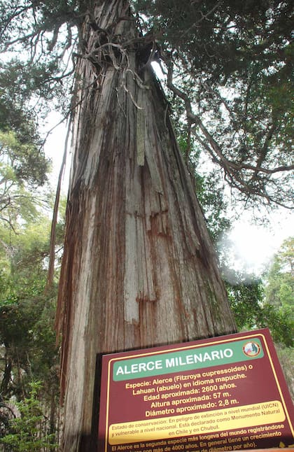 El alerce abuelo, el más grande de su circuito con una edad aproximada de 2600 años.