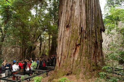 El alerce Abuelo tiene 2.600 años y es uno de los tesoros del parque