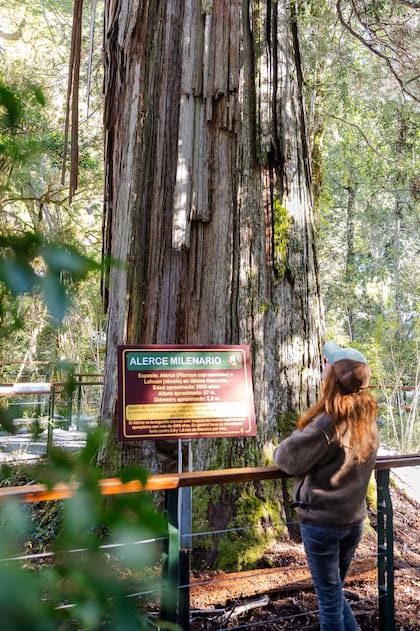 El alerzal milenario está dominado por la Fitzroya cupressoides, una de las especies más longevas del planeta