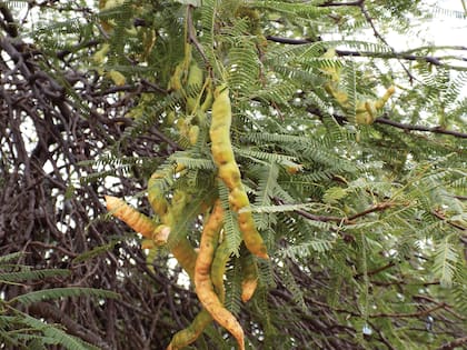 El algarrobo es un árbol nativo corpulento y alto, de hasta 18 m de altura en la madurez, longevo, que alcanza un desarrollo considerable. La copa, globosa y redondeada, tiene una forma que recuerda a una sombrilla y supera a veces los 10 m de diámetro.