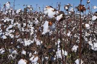 Algodón: se prevé un crecimiento de la producción