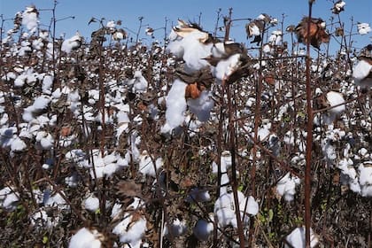 El algodón busca resurgir en la Argentina