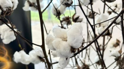 El algodón es uno de los productos complicados