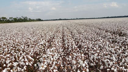 El algodón tuvo suba interanual del precio al productor del 11% en julio pero estuvo “muy por debajo de la inflación (36,6%)”; la producción se redujo un 19%