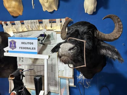 El allanamiento se realizó en el marco de una investigación contra redes de cazadores furtivos y tráfico de animales de especies protegidas