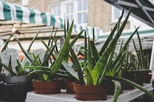 El aloe vera contiene gran cantidad de vitaminas que ayudan al cuidado de la piel (imagen ilustrativa de Pexels)