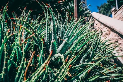 El aloe vera contiene minerales esenciales como calcio, magnesio y zinc (Foto ilustrativa: PEXELS)