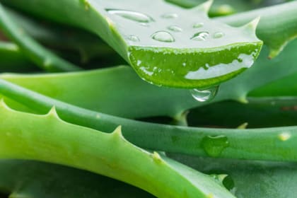 El aloe vera es cicatrizante de heridas, antiinflamatoria, antiviral, antitumoral, antiulcerosa, hipoglucemiante e hipolipemiante (Foto Pexels)