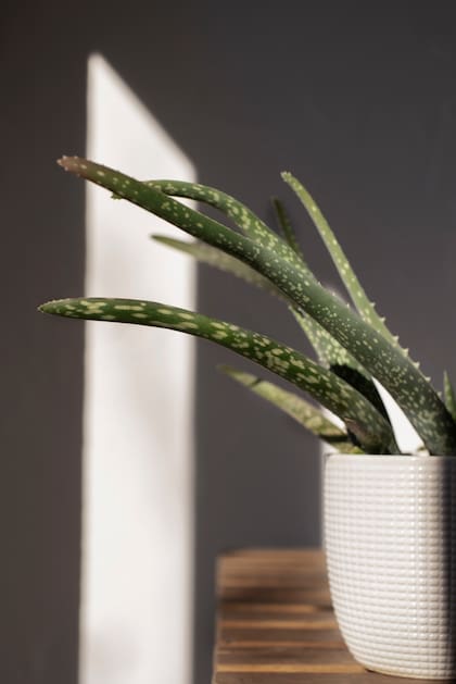 El aloe vera es muy común en los hogares argentinos (Foto: Freepik)