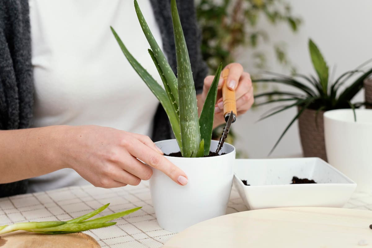 El aloe vera es una planta con múltiples propiedades (Foto: Freepik)