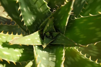 El aloe vera no solo tiene propiedades beneficiosas para la piel, sino también para el intestino