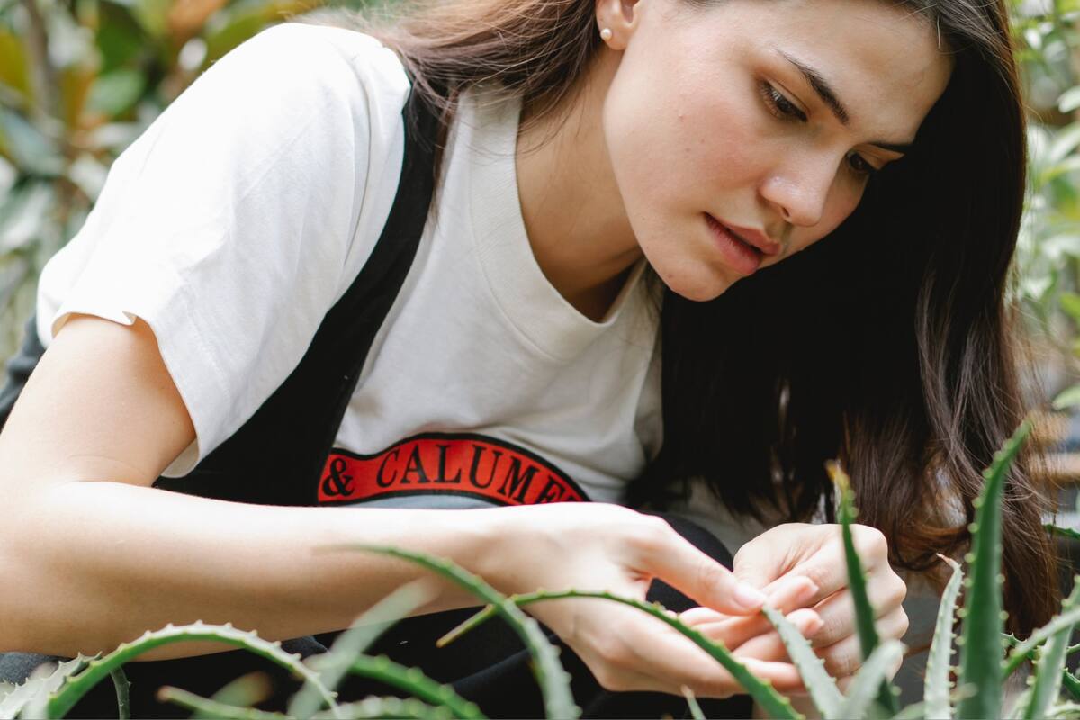 El aloe vera tiene muchas propiedades