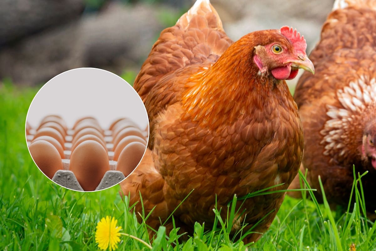 El alquiler de gallinas gana cada vez más popularidad ante la escasez de huevos
